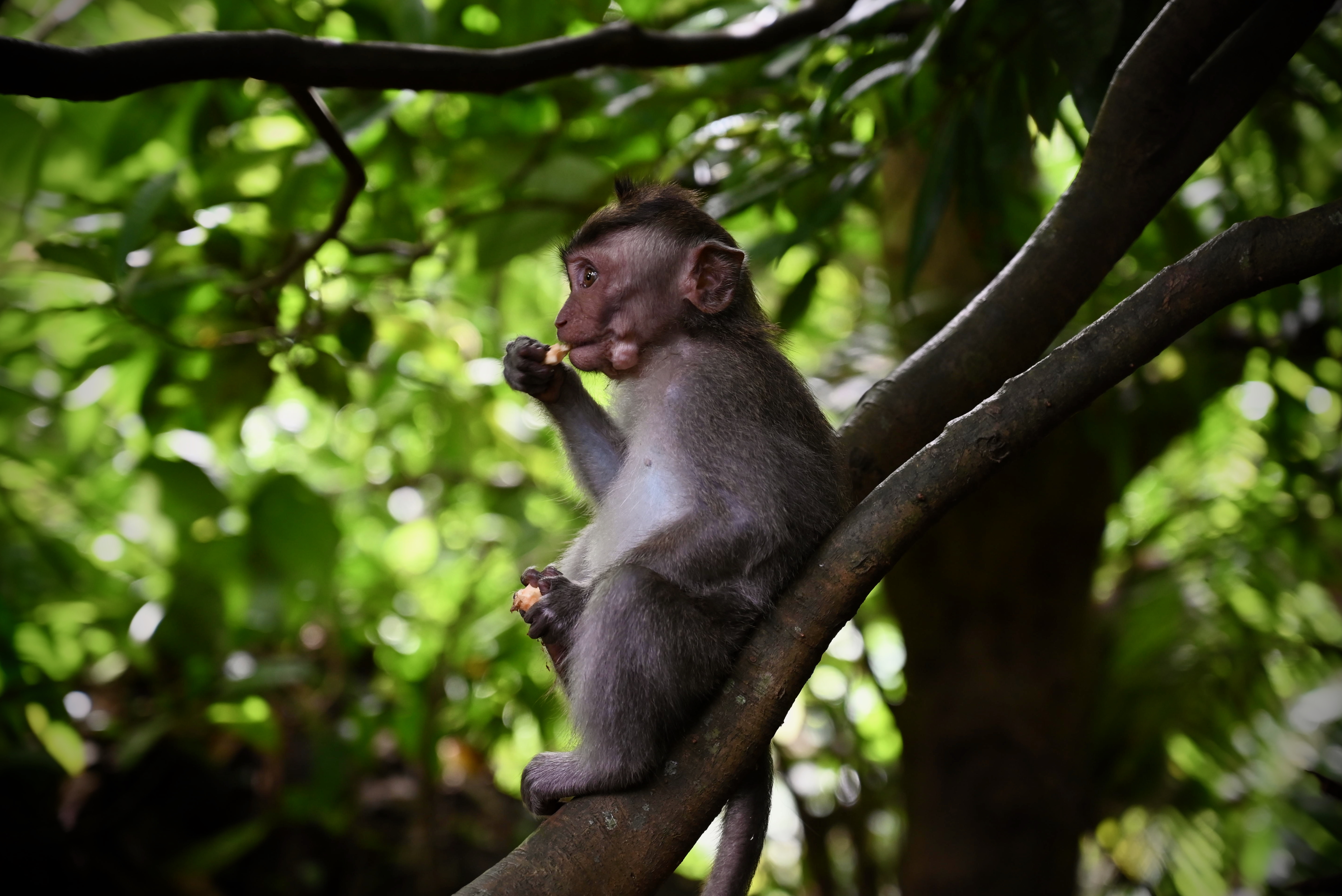 Monkey (4) - Monkey Forest, Bali